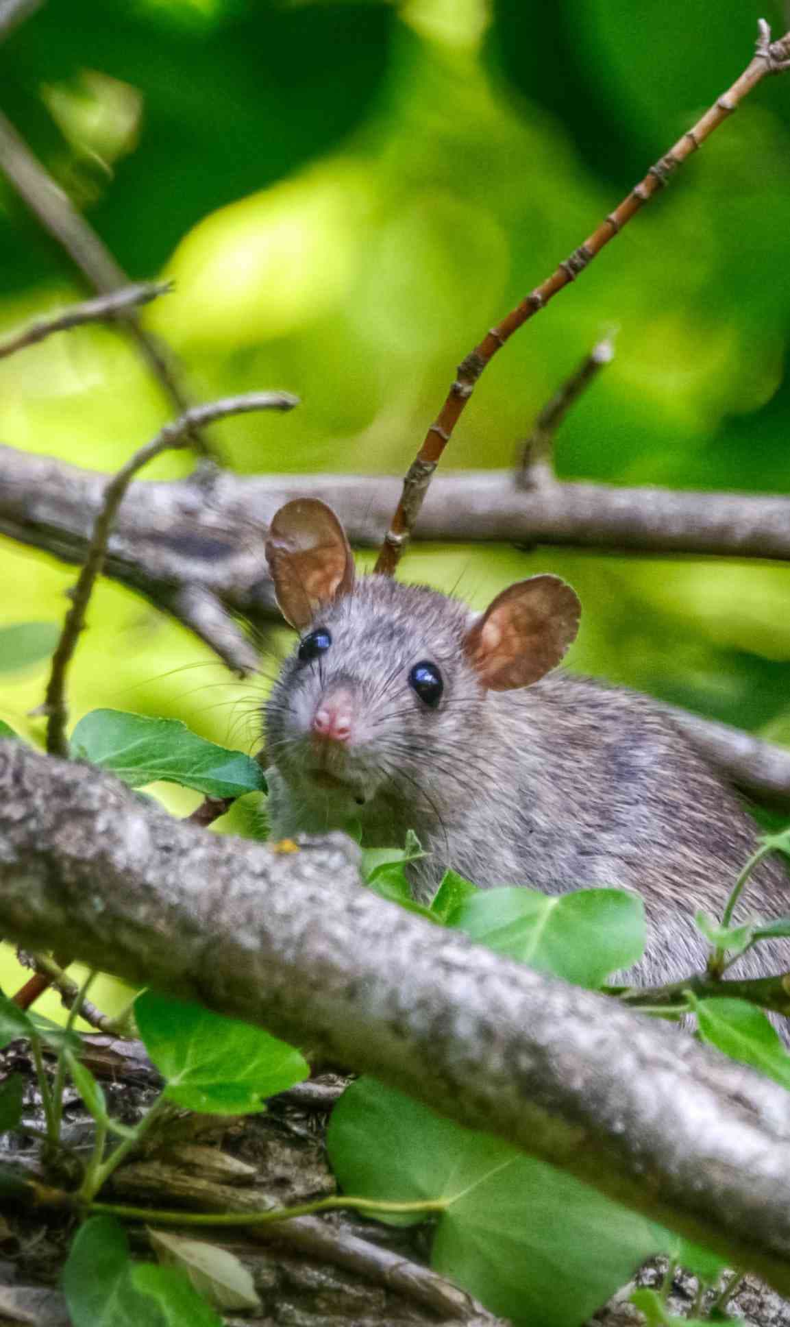 Mouse in underbrush